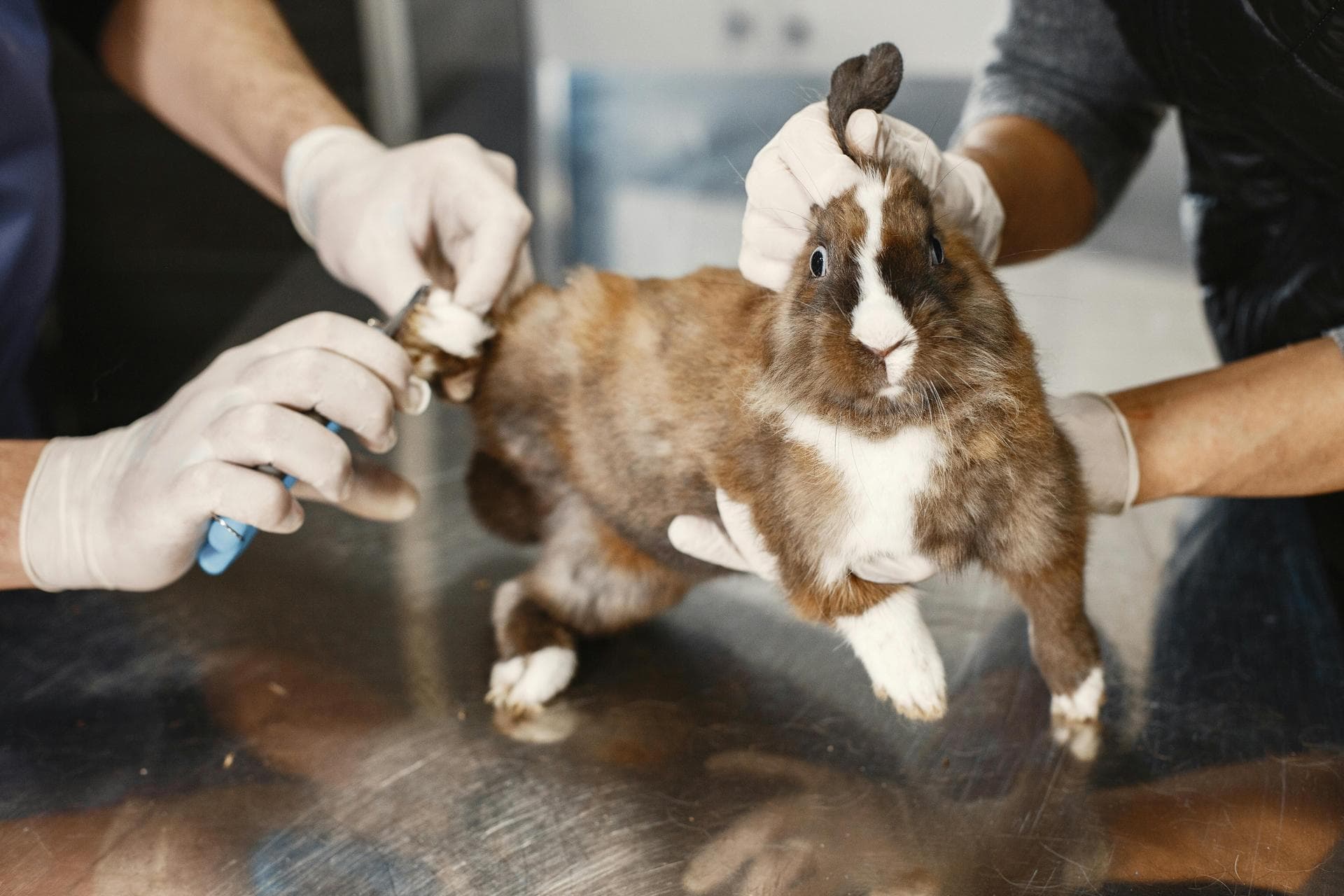 Best Vets in Griffith