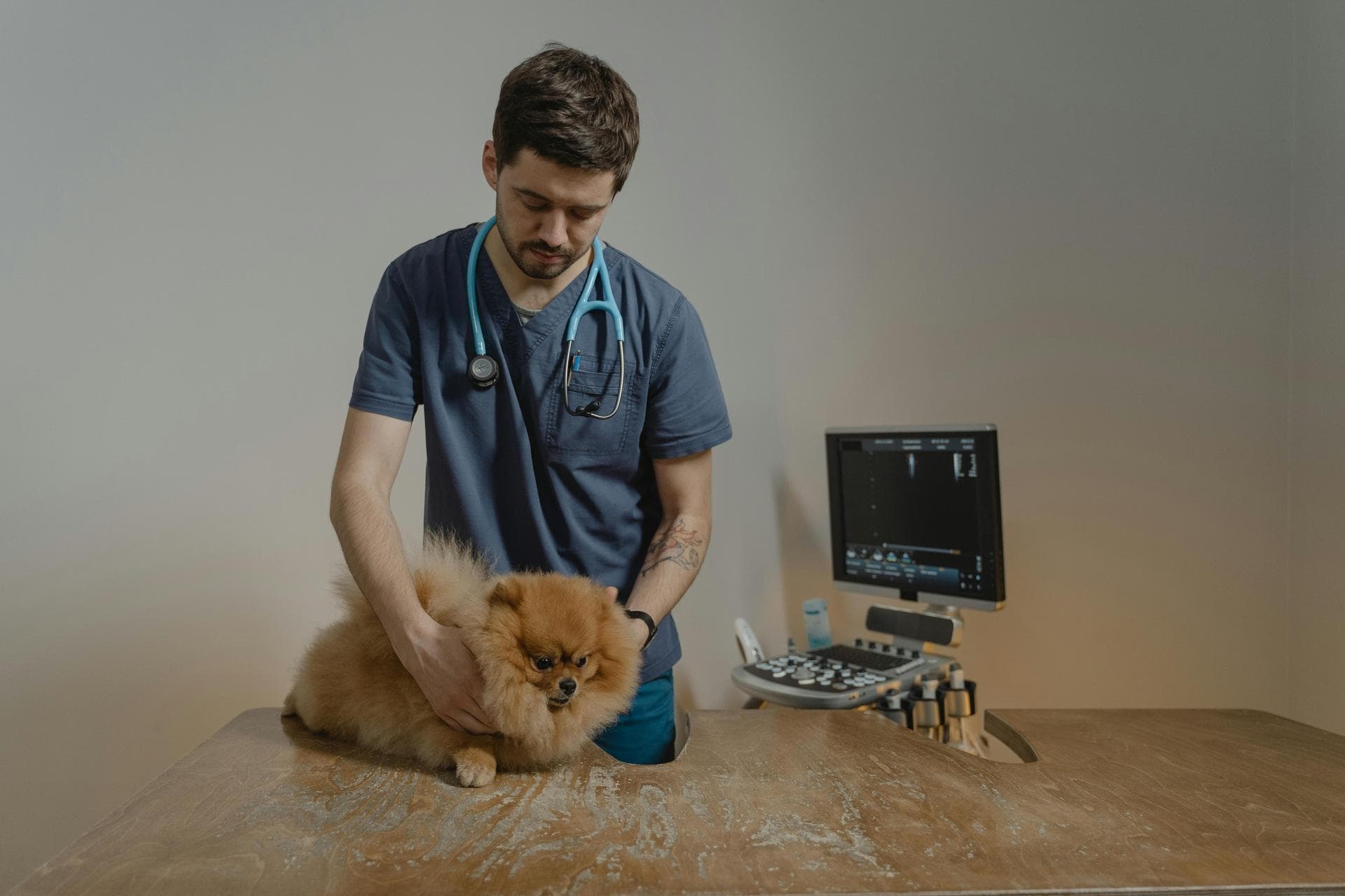 Best Vets in Garrett