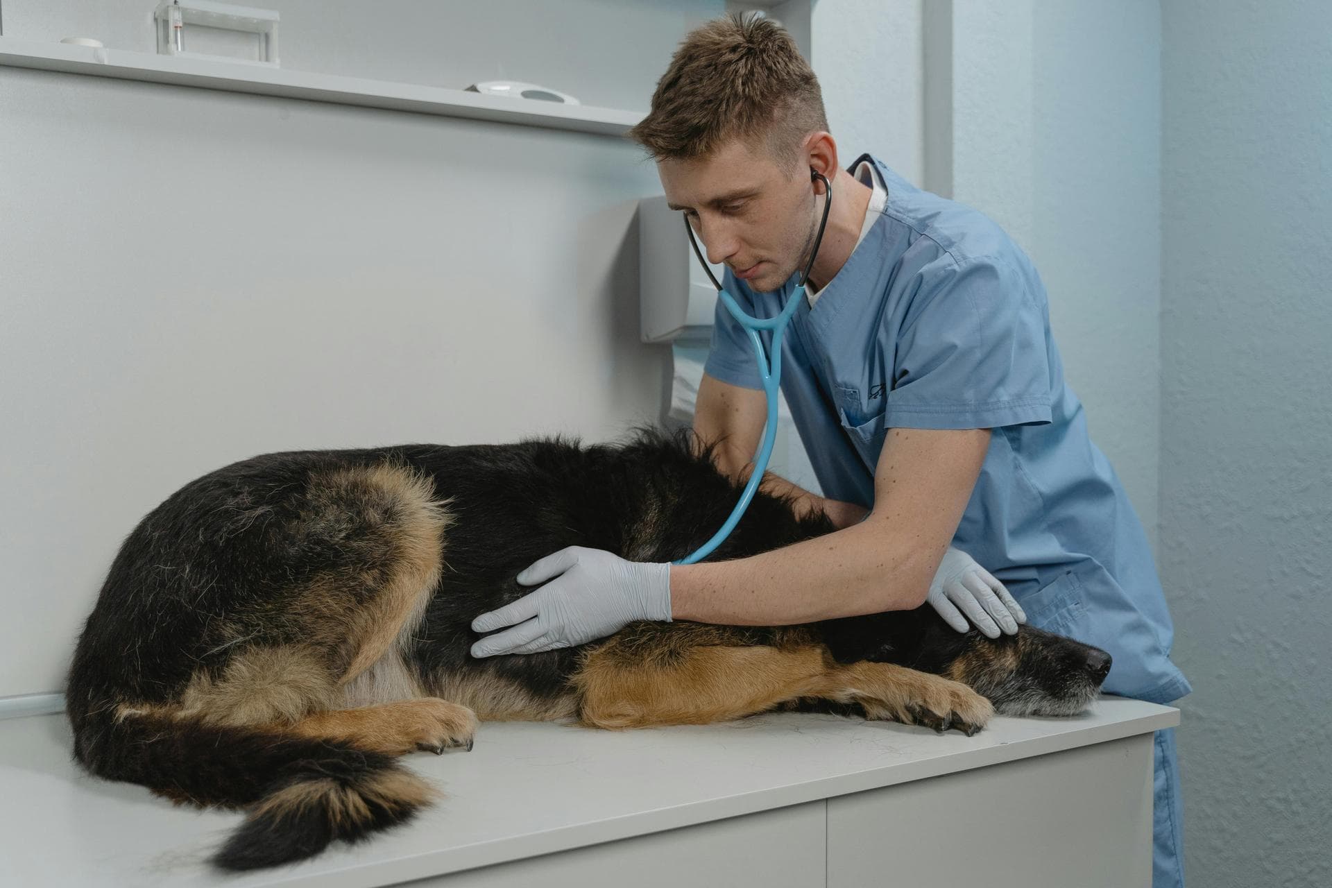 Best Vets in Albion